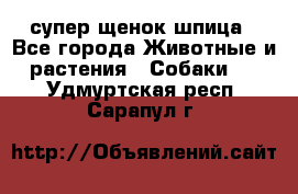 супер щенок шпица - Все города Животные и растения » Собаки   . Удмуртская респ.,Сарапул г.